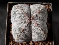 Thumbnail of 1769_Astrophytum myriostigma Onzuka V-Form_20130917_02(1).JPG
